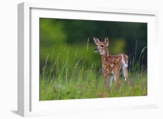 Spring Fawn-Nick Kalathas-Framed Photographic Print