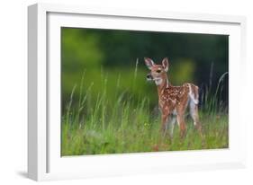 Spring Fawn-Nick Kalathas-Framed Photographic Print