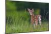 Spring Fawn-Nick Kalathas-Mounted Photographic Print