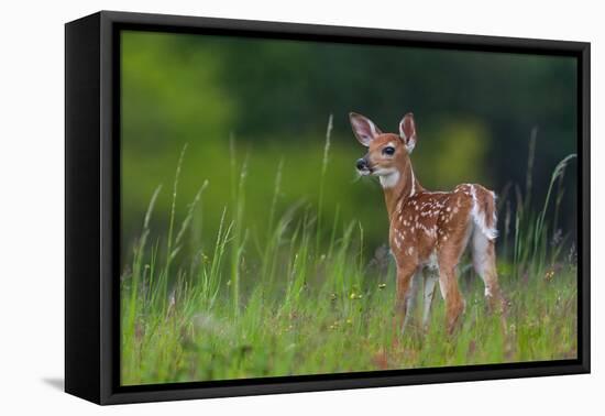 Spring Fawn-Nick Kalathas-Framed Stretched Canvas