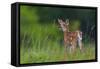 Spring Fawn-Nick Kalathas-Framed Stretched Canvas