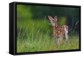 Spring Fawn-Nick Kalathas-Framed Stretched Canvas