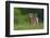 Spring Fawn-Nick Kalathas-Framed Photographic Print