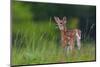 Spring Fawn-Nick Kalathas-Mounted Photographic Print