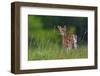 Spring Fawn-Nick Kalathas-Framed Premium Photographic Print