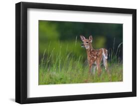 Spring Fawn-Nick Kalathas-Framed Premium Photographic Print