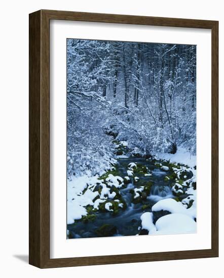 Spring-Fed Creek in Winter, Wasatch-Catch National Forest, Utah, USA-Scott T^ Smith-Framed Photographic Print