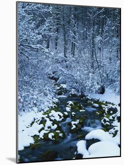 Spring-Fed Creek in Winter, Wasatch-Catch National Forest, Utah, USA-Scott T^ Smith-Mounted Photographic Print