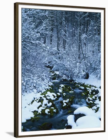 Spring-Fed Creek in Winter, Wasatch-Catch National Forest, Utah, USA-Scott T^ Smith-Framed Photographic Print