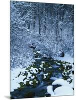 Spring-Fed Creek in Winter, Wasatch-Catch National Forest, Utah, USA-Scott T^ Smith-Mounted Photographic Print