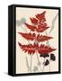 Spring Fern 1-Bella Dos Santos-Framed Stretched Canvas