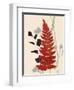 Spring Fern 2-Bella Dos Santos-Framed Art Print