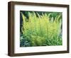 Spring Fern-Christopher Ryland-Framed Giclee Print