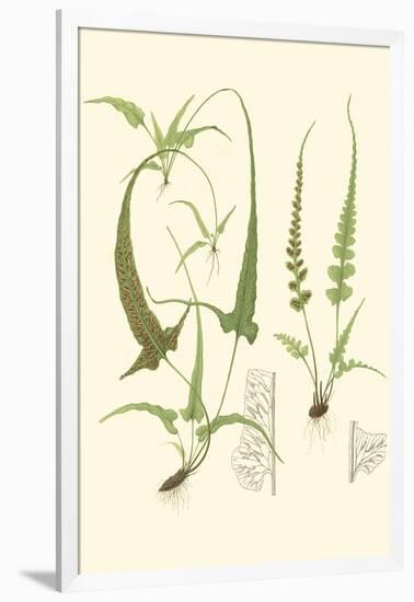 Spring Ferns II-J.h. Emerton-Framed Art Print