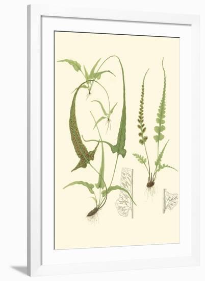 Spring Ferns II-J.h. Emerton-Framed Art Print