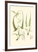 Spring Ferns II-J.h. Emerton-Framed Art Print