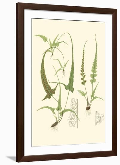 Spring Ferns II-J.h. Emerton-Framed Art Print