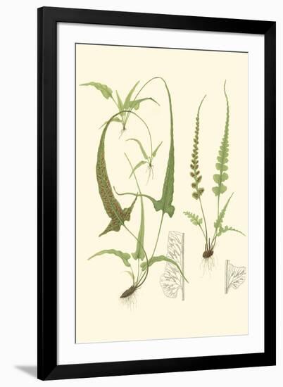 Spring Ferns II-J.h. Emerton-Framed Art Print