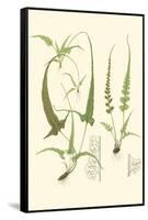 Spring Ferns II-J.h. Emerton-Framed Stretched Canvas