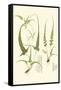 Spring Ferns II-J.h. Emerton-Framed Stretched Canvas