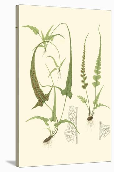 Spring Ferns II-J.h. Emerton-Stretched Canvas