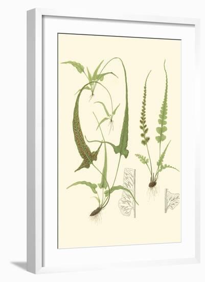 Spring Ferns II-J.h. Emerton-Framed Art Print