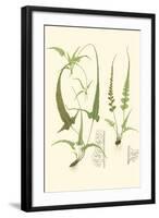 Spring Ferns II-J.h. Emerton-Framed Art Print