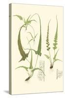 Spring Ferns II-J.h. Emerton-Stretched Canvas