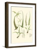 Spring Ferns II-J.h. Emerton-Framed Art Print