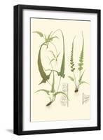 Spring Ferns II-J.h. Emerton-Framed Art Print