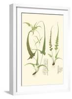 Spring Ferns II-J.h. Emerton-Framed Art Print