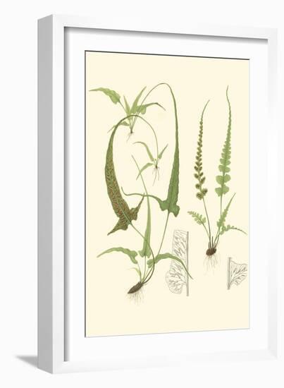 Spring Ferns II-J.h. Emerton-Framed Art Print