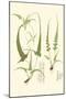 Spring Ferns II-J.h. Emerton-Mounted Art Print