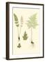 Spring Ferns IV-J.h. Emerton-Framed Art Print