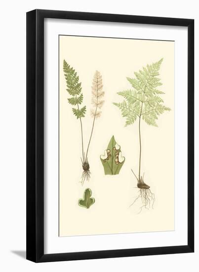 Spring Ferns IV-J.h. Emerton-Framed Art Print