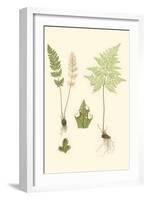 Spring Ferns IV-J.h. Emerton-Framed Art Print