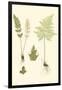 Spring Ferns IV-J.h. Emerton-Framed Art Print