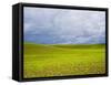 Spring Field of Peas with Storm Coming-Terry Eggers-Framed Stretched Canvas