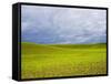 Spring Field of Peas with Storm Coming-Terry Eggers-Framed Stretched Canvas