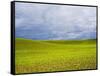 Spring Field of Peas with Storm Coming-Terry Eggers-Framed Stretched Canvas