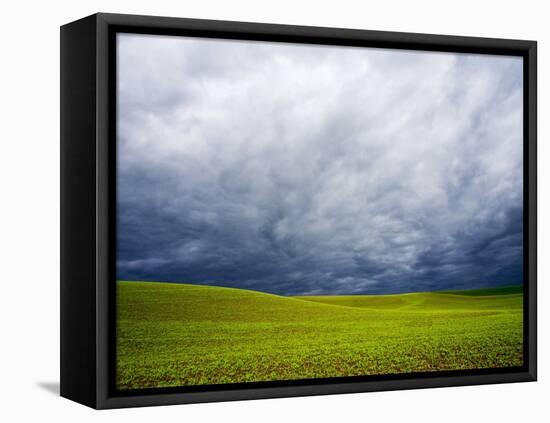 Spring Field of Peas with Storm Coming-Terry Eggers-Framed Stretched Canvas