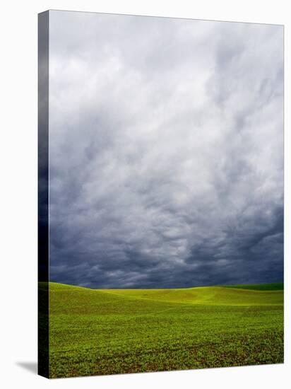 Spring Field of Peas with Storm Coming-Terry Eggers-Stretched Canvas