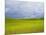 Spring Field of Peas with Storm Coming-Terry Eggers-Mounted Photographic Print