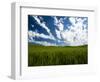 Spring fields of wheat, peas and barley-Terry Eggers-Framed Photographic Print