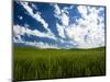 Spring fields of wheat, peas and barley-Terry Eggers-Mounted Photographic Print