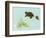 Spring Fling - Trutle and Snail-Peggy Harris-Framed Giclee Print