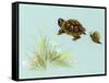 Spring Fling - Trutle and Snail-Peggy Harris-Framed Stretched Canvas