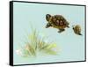 Spring Fling - Trutle and Snail-Peggy Harris-Framed Stretched Canvas