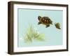 Spring Fling - Trutle and Snail-Peggy Harris-Framed Giclee Print