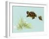 Spring Fling - Trutle and Snail-Peggy Harris-Framed Giclee Print